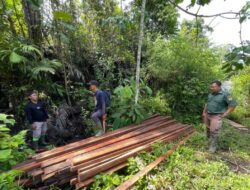 TNKS Bengkulu-Sumsel temukan ratusan potong kayu hasil pembalakan liar