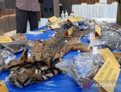 Jaksa tuntut dua terdakwa penjual kulit harimau dua tahun penjara