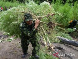 BNN Aceh musnahkan ladang ganja siap panen seluas 2,5 ha di Indrapuri, Aceh Besar